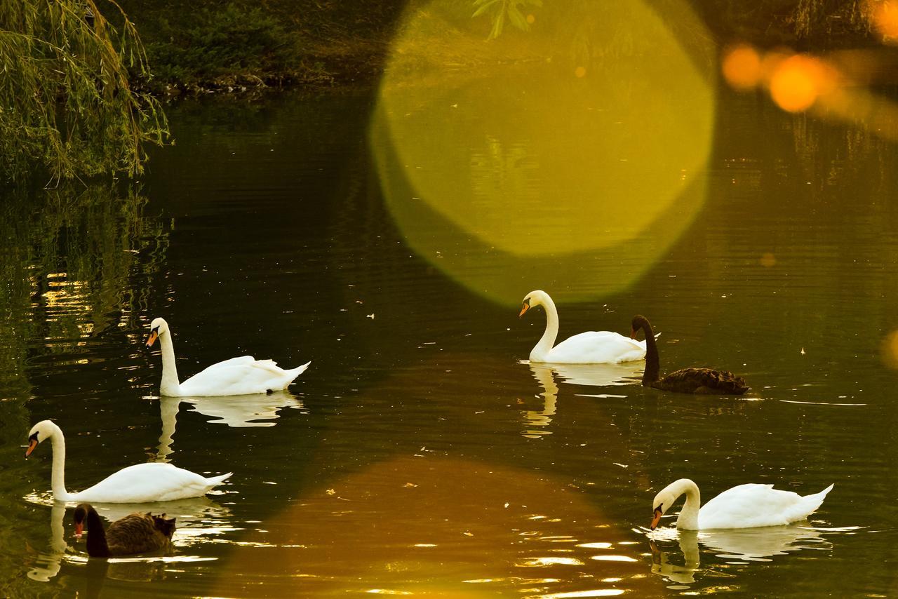 Lacul Verde Resort Ploiesti Ngoại thất bức ảnh